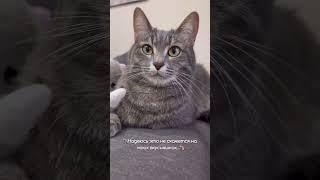 Надеюсь это не скажется на моих вкусняшках#тимоша #смешныеживотные #смешнойкот #котики #cat