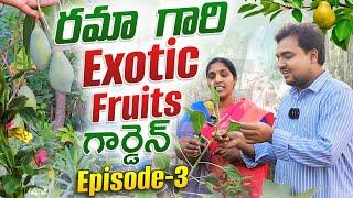 కృష్ణుడు ఈ ఆకులో వెన్న దాచుకునే వాడంట Rama Exotic Fruits garden - Episode 3