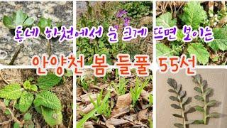 들풀 - 3월 안양천 봄 들풀 55종류 해설, 동네 하천에서 눈 크게 뜨면 보이는 들풀