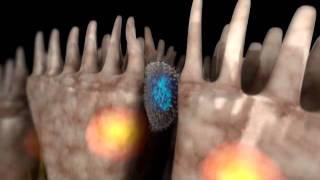 Medical Animation - Gastroenterology