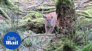 Close encounter: cougar stalks man walking in Canadian woods - Daily Mail