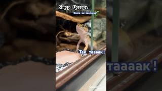 Ящер цезарь на охоте #beats #rap #эублефар #ящерица #питомец #snoopdogg #шортс #видео #животные #res