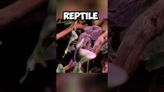 Identify these reptiles ! Part 1