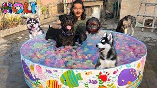 Holi Pool Party with puppies dog can talk 283| cheeni ke puppy | Rottweiler Husky | Review reloade