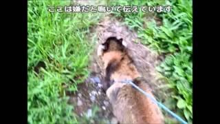 タヌキのお散歩（tanuki to walk while squeal）