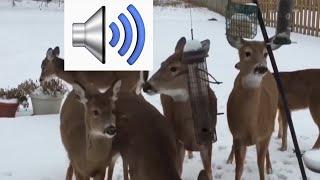 Bruh scares deer