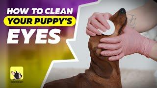 How to clean your puppy’s eyes | Dog grooming | EveryDoggy