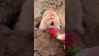 Big-faced rabbit eating strawberries Cute pet debut plan Rabbit Rural cute pet