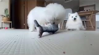 오늘은 생선 사냥이다 이모리의 대혈투 푸들 귀여운 강아지 Funny Puppies And Cute Puppy Videos Compilation