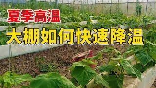 夏天大棚降温措施，一遮加一喷，防病又降温【付老师种植技术团队】