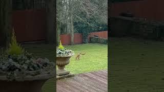 Fox with only two legs!