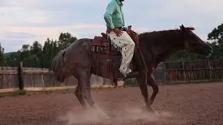 Pilgrim: A Rising K Ranch Horse