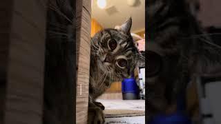 Mio Mao la la la Cat extended version #shorts #cute #cat