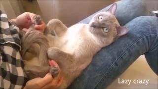 Funny cat gets a foot massage and getting chill out with Bob Marley