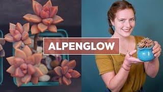 Graptosedum 'Alpenglow' Succulent - Important Plant Care Tips