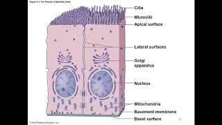 Chapter 4 The Tissue Level of Organization