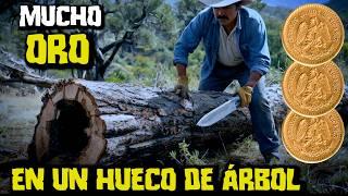 TRAICIÓN Y CODICIA AL DESCUBRIR MONEDAS DE ORO EN UN ÁRBOL VIEJO Y HUECO QUE ESCONDIA FORTUNA