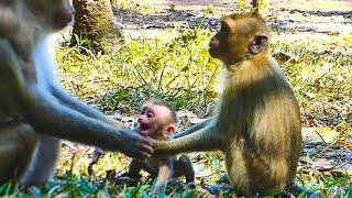 OMG?? Mother monkey Libby give one lesson to Rainbow to leave Lily free