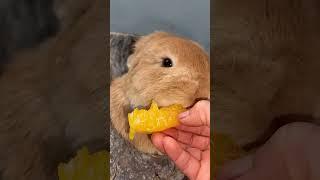 Rabbits Eats Food in Various Ways #rabbit #bunny #pets #animals #fyp #petcare #petvideos #shorts