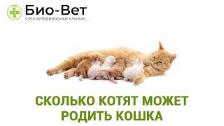 Сколько Котят Может Родить Кошка & Сколько Котят Рожает Кошка В Первый Раз.  Ветклиника Био-Вет