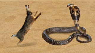 15 Moments When Snakes Messed With The Wrong Opponents