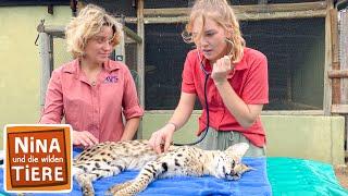 Die geheimnisvolle Raubkatze namens Serval | Reportage für Kinder | Nina und die wilden Tiere