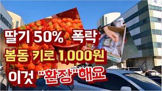 봄동 15키로 15,000원,  딸기 50% 폭락[삼산농산물도매시장]