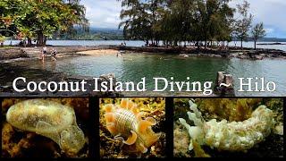 Scuba Diving at Coconut Island - Hilo, Hawaii - Moku Ola Beach Park