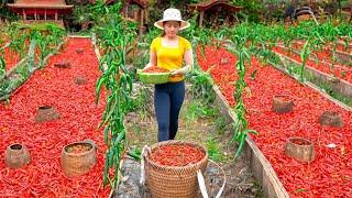 Harvesting A Lot Of Chilli Goes To Market Sell - Sell pigs - Cooking