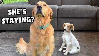 Golden Retriever Meets Brave Rescue Puppy (First 7 days together)