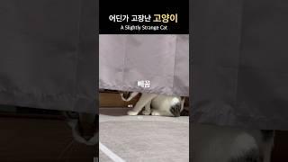 어딘가 고장난듯한 고양이 "A Slightly Strange Cat" #funny #cute #cat #catshorts
