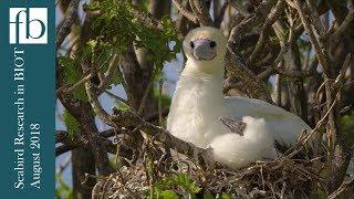 Seabird Research in the British Indian Ocean Territory