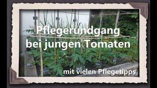 Pflegerundgang bei jungen Tomaten