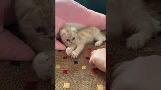 Мой маленький кроха