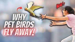 Why do Pet Birds FLY AWAY and Never Return?