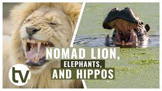 Update on NOMADIC LION, many Hippo and Elephant