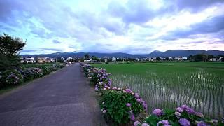 Kanagawa Kaisei town Hydrangea・4K HDR