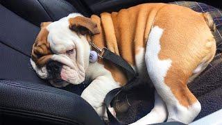 Try not to laugh ️ English Bulldogs doing funny things # 02 (2020)| Animal Lovers