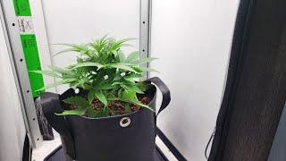 Strawberry Banana Auto Grow in VIVOSUN Vgrow ALL in 1 SETUP! EP. 1