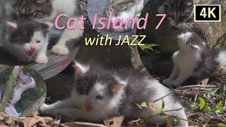 【猫×ジャズ 7th】癒しの猫島 子猫の季節 猫歩き2時間 4K映像  Cat Island in JAPAN  with JAZZ. Japan’s cat island is paradise