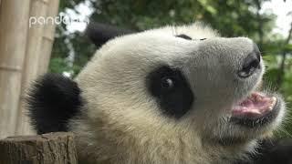 How do pandas eat bamboo?