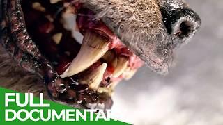 Animal Armory - Survival in the Wild | Full Series | Free Documentary Nature