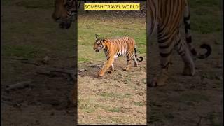 Royal Bengal Tiger Sighting-Kabini Nagarhole Wildlife forest safari. #kabini #kabiniforest #tiger