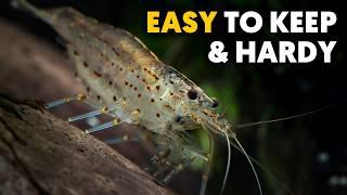 Amano Shrimp  The Ultimate Care Guide For Beginners!