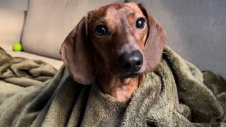 Mini dachshund makes himself a poncho!