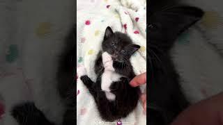 Rescue kitten discovers her paws, and it is adorable!