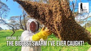 Swarm Frenzy: Mastering the Art of Catching a Massive Bee Swarm | The Bush Bee Man