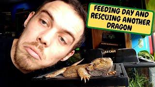 FEEDING DAY  Rescuing Another Bearded Dragon (Snake Island Exotics)