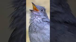 Screaming piha slo-mo.