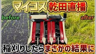 マイコス乾田直播を稲刈りしたらとんでもない事に！果たして収量はどのくらい獲れたのか？コンバインは無事だったのか！！！三菱コンバインV575A